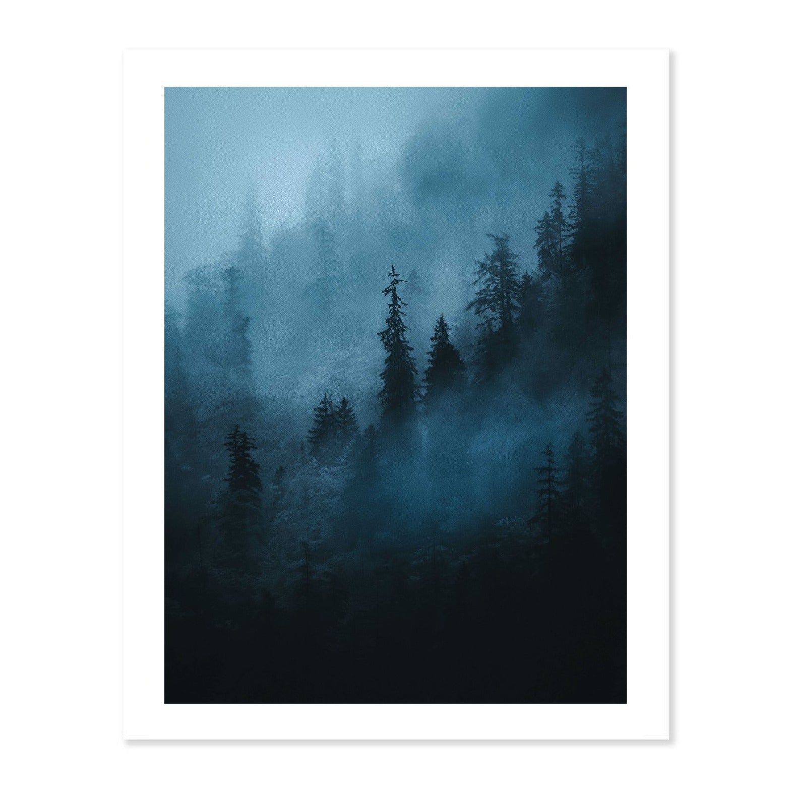 Misty Forest